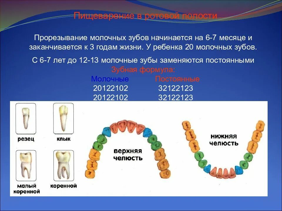 7 лет молочные зубы. 7 лет молочные зубы