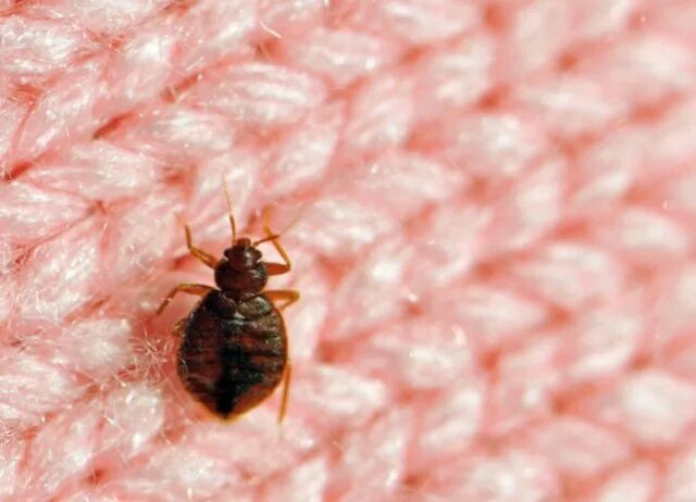 How to Get Rid of Bed Bugs - The Home Depot