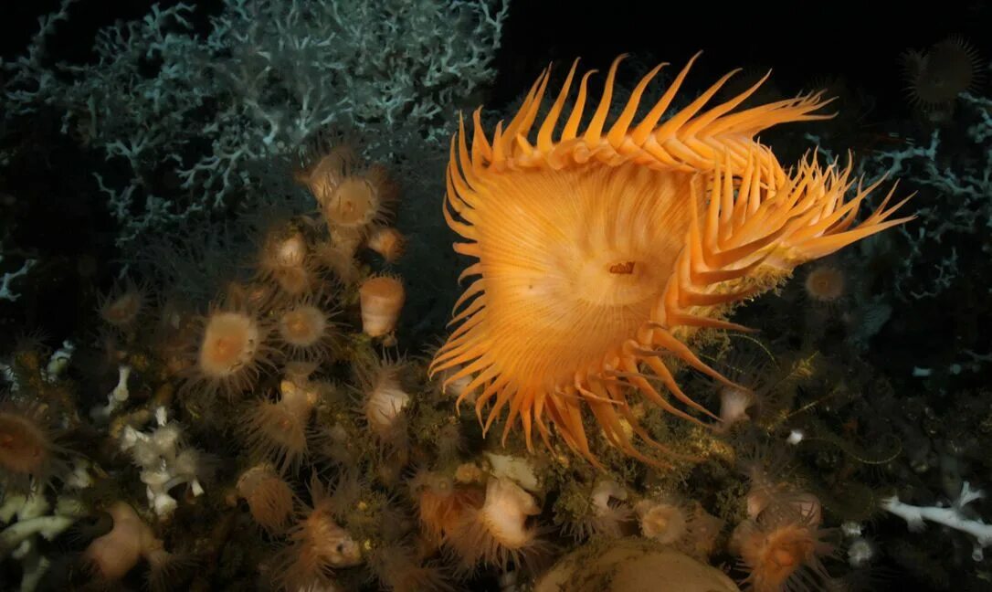 Морской гребешок это бентос. Актиния песчаная. Коралл актиния. Лангусты актинии голотурии сепии. Лангусты актинии голотурии сепии.