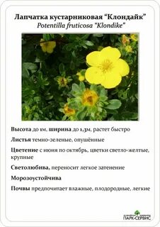 Лапчатка кустарниковая фото и описание