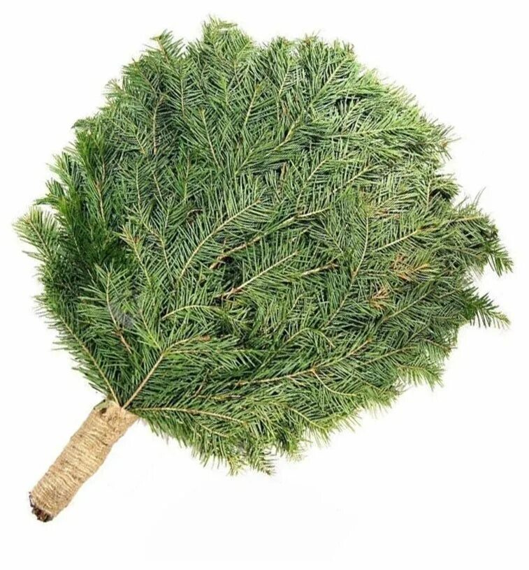 веник для бани пихта. пихта веник. кедр веник. пихтовый веник. пихтовый веник для бани.