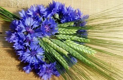 Караоке васильки
