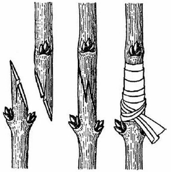 Косой срез. Косой срез. Косой срез. Ср) неман 6429 25439 220мм 100/1 1шт 1х1. Зачем делают косой срез на черенке.