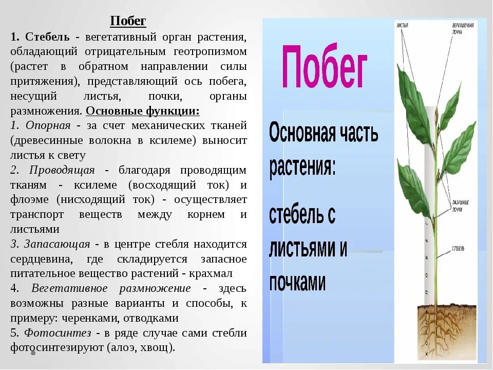 Лист и стебель биология 6 класс. Стебель. стебель часть побега. строение вегетативных органов. строение вегетативных органов растений.