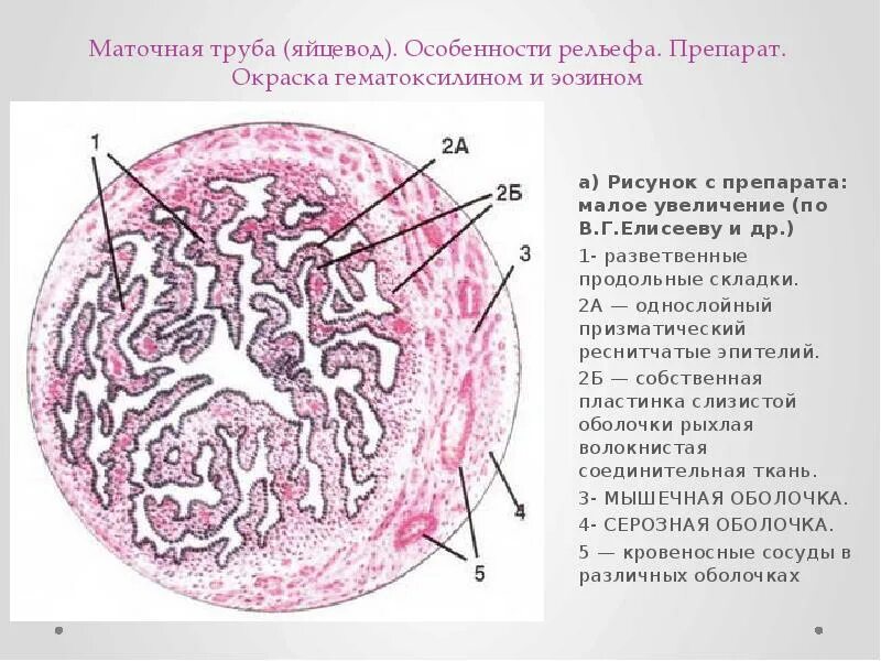 Слизистая стенок матки. Яйцевод гистология препарат с подписями. Маточная труба гистология препарат. Поперечный срез яйцевода. Строение маточной трубы гистология препарат.