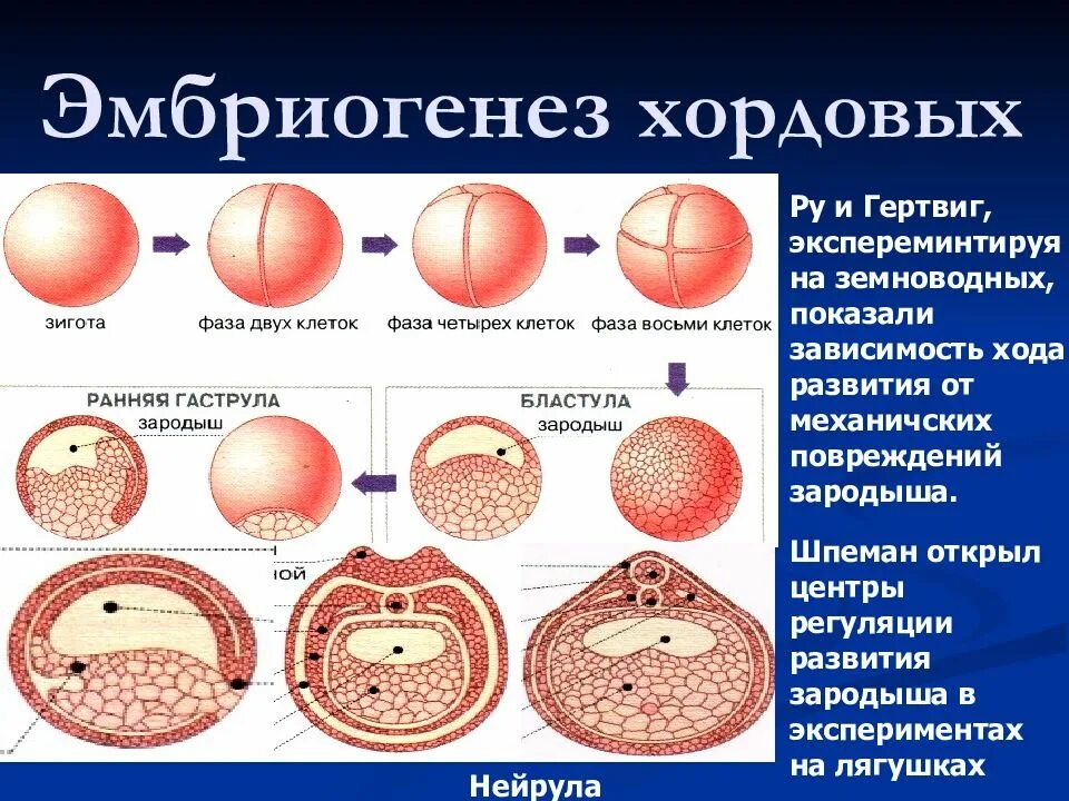 Зигота морула гаструла. Онтогенез нейрула. Зигота морула бластула гаструла нейрула. Основные этапы эмбриогенеза у хордовых животных.