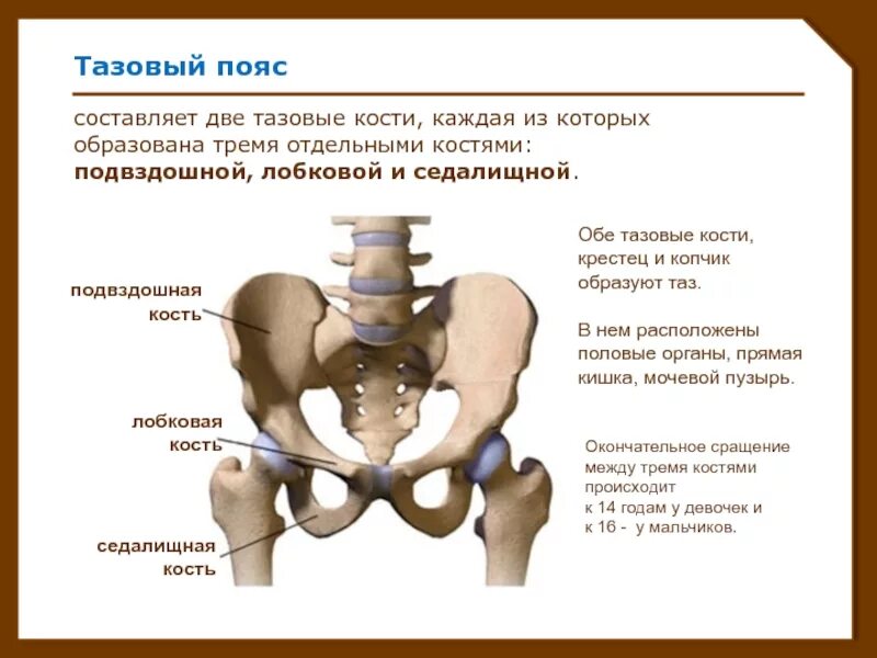 Три тазовые кости. Строение тазовой кости подвздошная кость. Анатомия строение скелет таза. Лонная кость строение таза. Тазовая кость, седалищная и подвздошная кости.