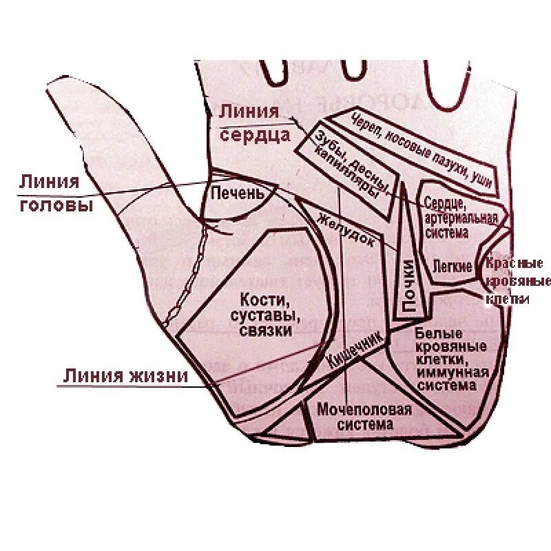 Где ладонь. Обозначение линий на руке. Линия здоровья на ладони. Здоровье по линиям на ладони. Хиромантия линия здоровья.