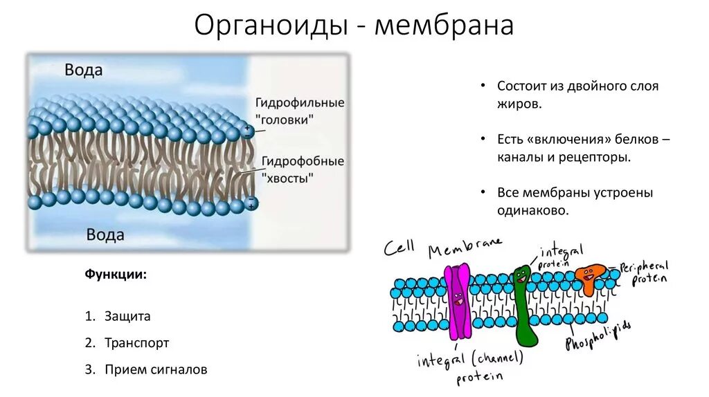 Из чего состоит оболочка клетки. Плазматическая мембрана строение органоида. Строение органоида мембраны. Мембраны органелл строение. Мембрана гидрофильные головки.