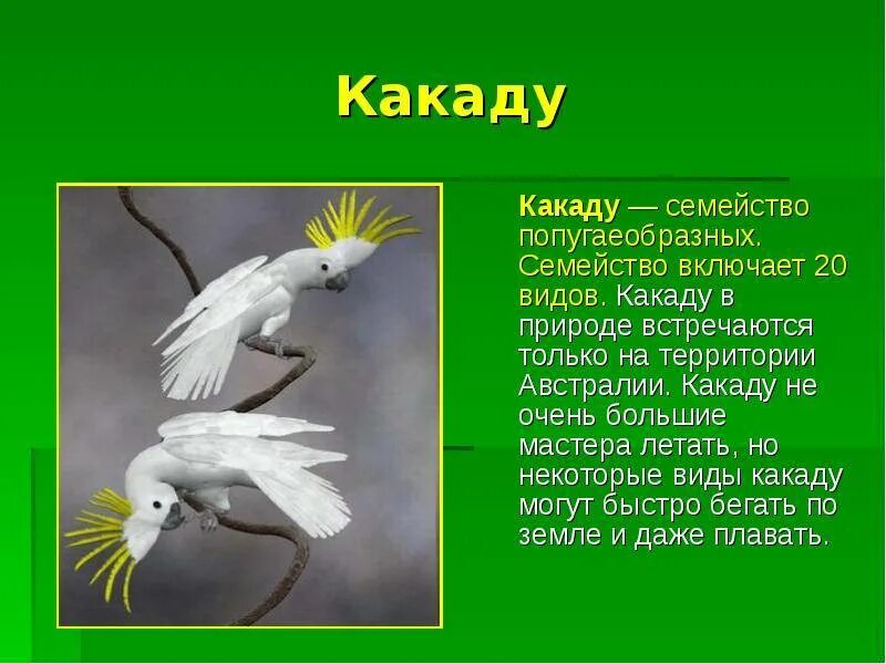 Как пишется какаду. Какаду презентация. Попугай Какаду сообщение. Описание Какаду. Какаду доклад.