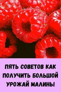 Как получить хороший урожай малины