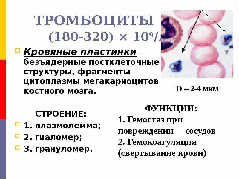 Тромбоциты 179. Тромбоциты постклеточные структуры. Тромбоциты кровяные пластинки. Тромбоциты 180.