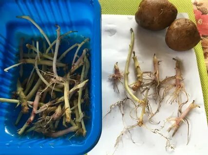 Как развести картофель