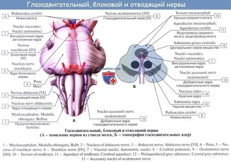 Нервы среднего мозга