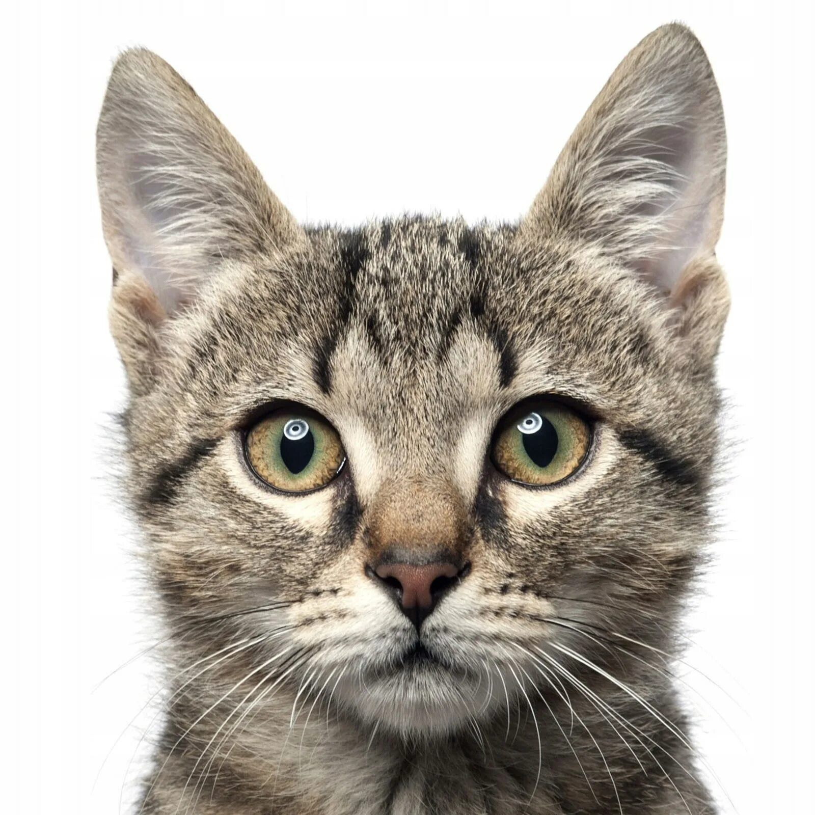 Лицо котенка. Голова кота. лицо котика. мордочка кошки. кошка анфас.