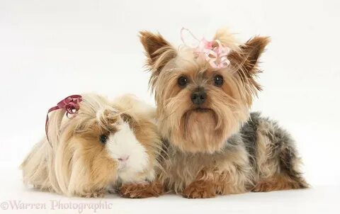 Pet brother