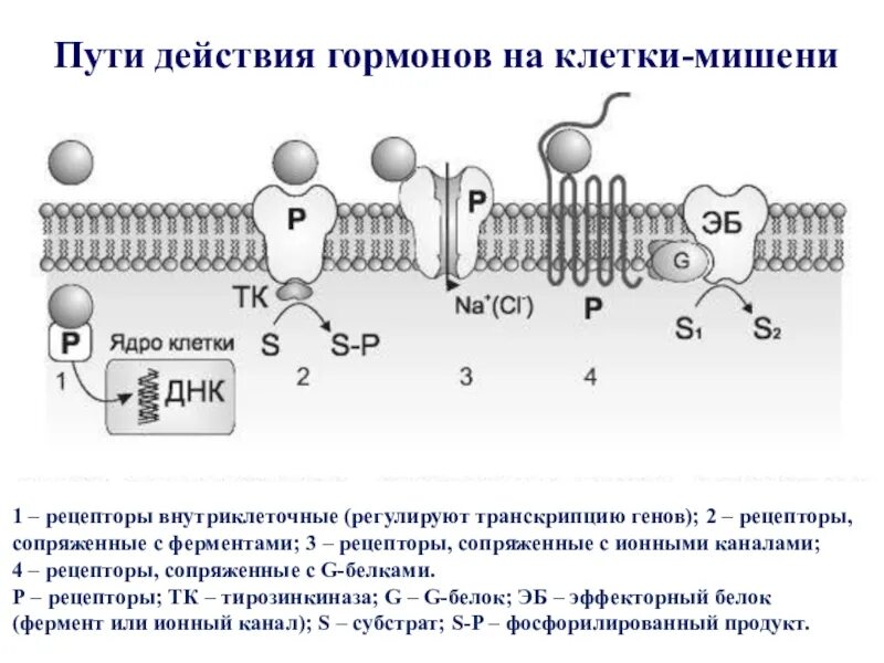 Клеточная мембрана это молекулярная структура впр физика. Строение рецепторов мембраны. Рецепторная мембрана схема. Функции белков рецепторов клеточных мембран. Рецепторы плазматической мембраны.