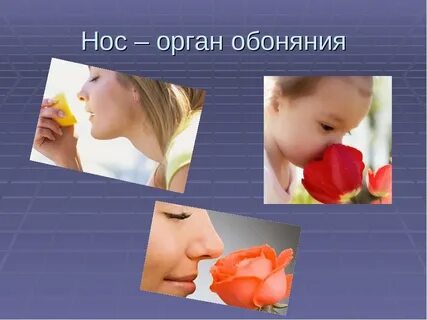 Профессии для которых необходимы развитые чувства обоняния