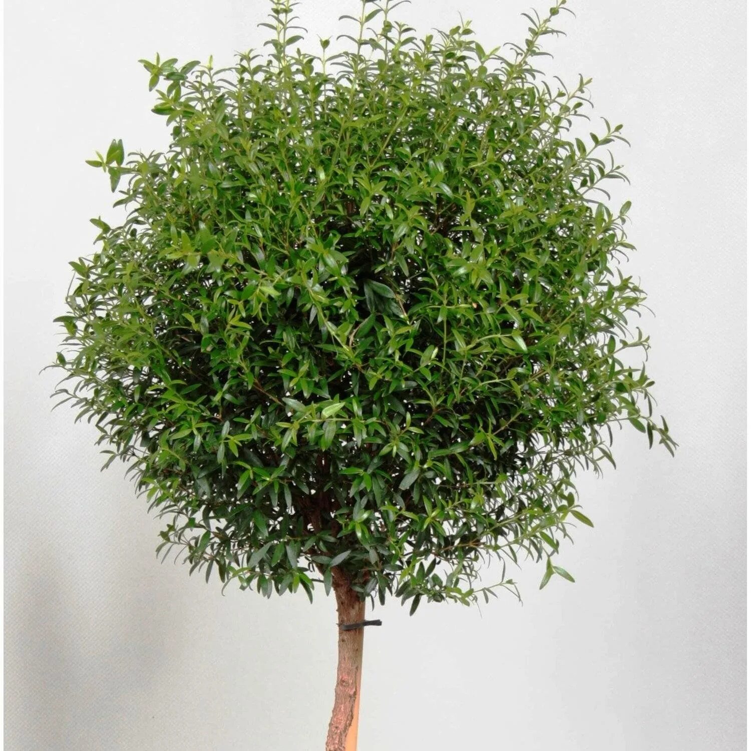 дерево с мелкими листьями. вяз приземистый мелколистный. дерево с мелкими листьями. самшит колхидский. вяз мелколистный кустарник.