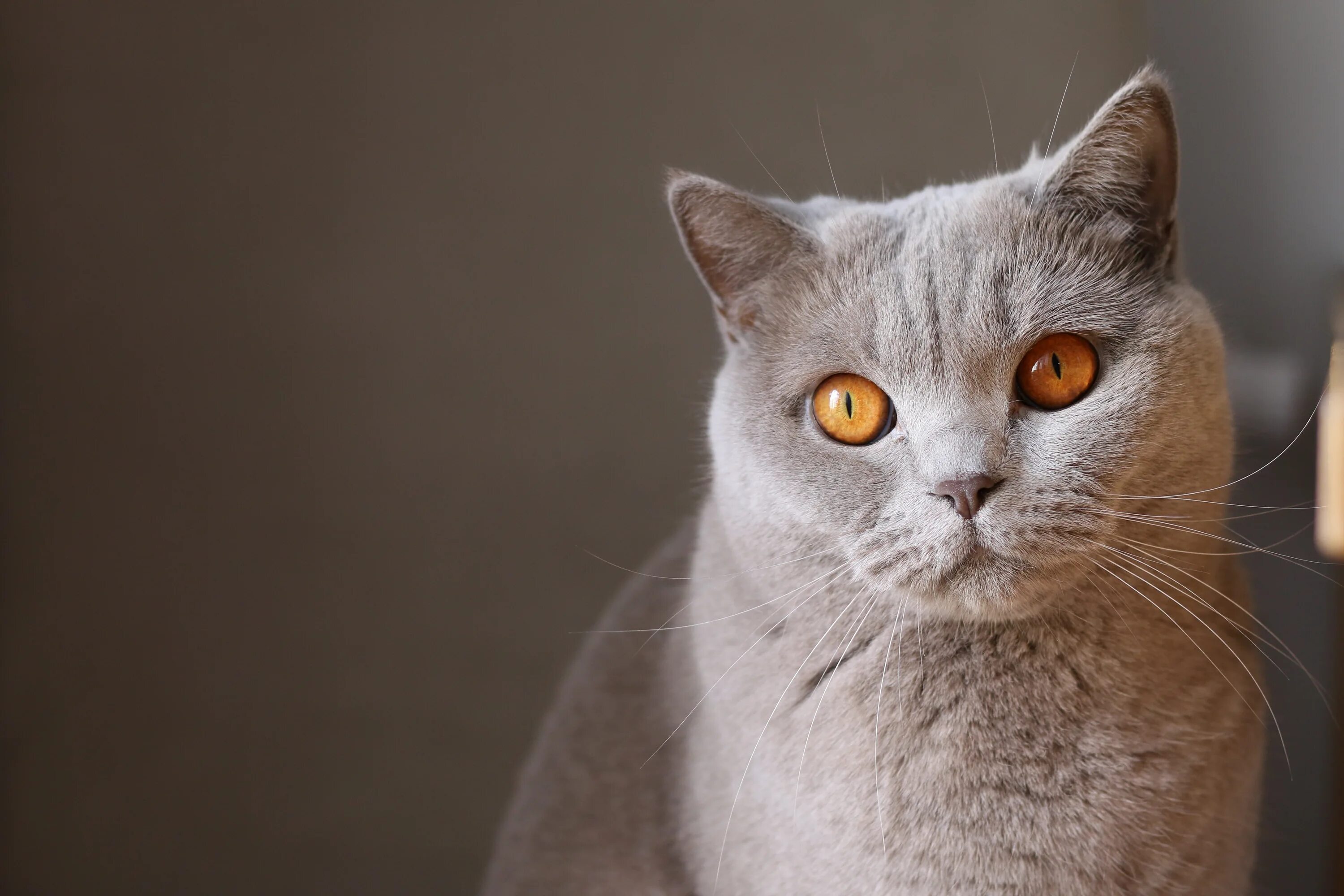 Кошка 1. Кошка. Британец крупным планом. Британская короткошерстная нос. Портрет серого кота.