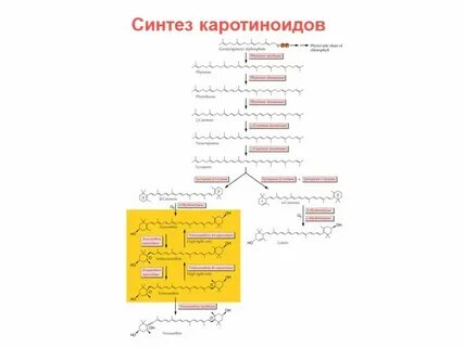 Выделение каротиноидов метод