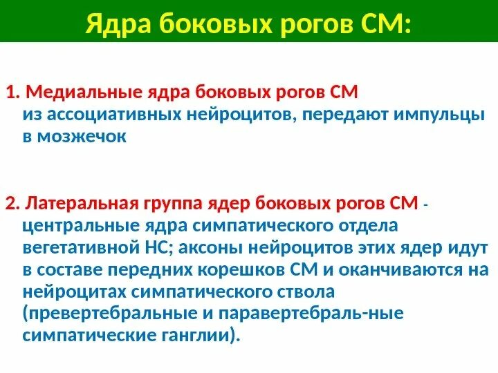 Собственное ядро заднего рога содержит. Ядра заднего рога. собственное ядро заднего рога.
