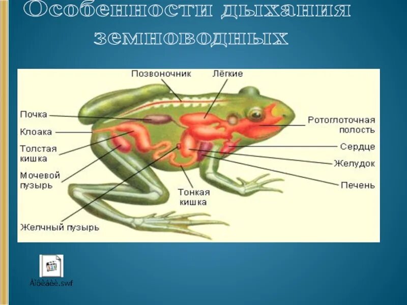 Дыхательная система земноводных 7 класс биология. Класс земноводные внутреннее строение лягушки. Органы дыхания системы лягушки. Строение дыхательной системы лягушки.