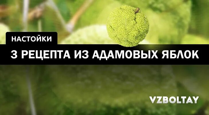 Адамово яблоко для суставов: польза, рецепты, отзывы