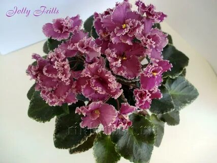 Jolly frills фиалка