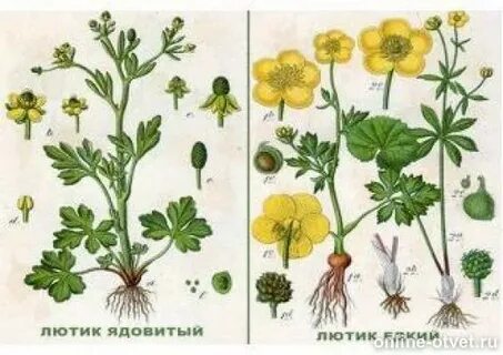 Виды лютиковых растений