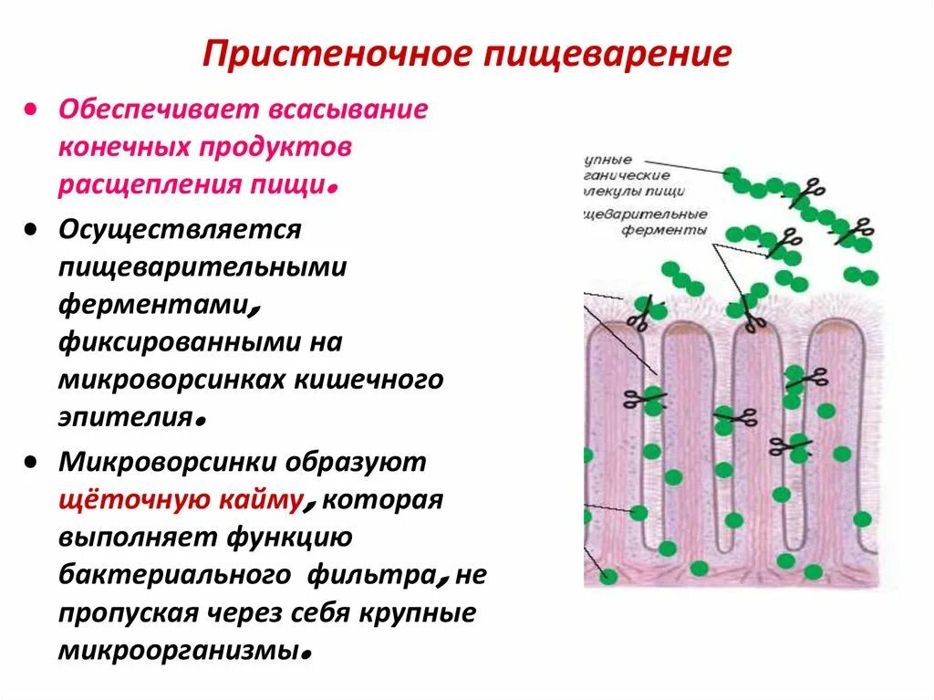 Что такое пристеночное пищеварение