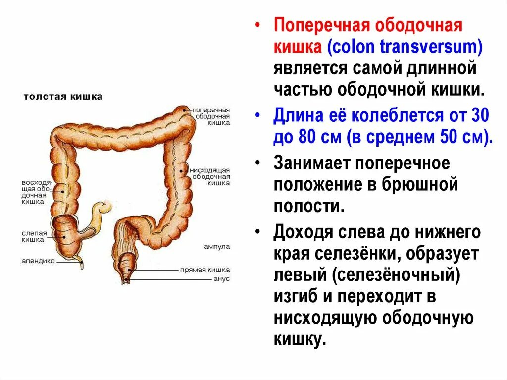 Удлиненный кишечник. Ободочная толстая кишка анатомия. Поперечная ободочная кишка строение. Отделы поперечно-ободочной кишки. Поперечный отдел ободочной кишки.