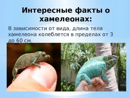 Факты о хамелеонах