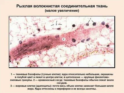 Промежутки между органами заполнены рыхлой соединительной