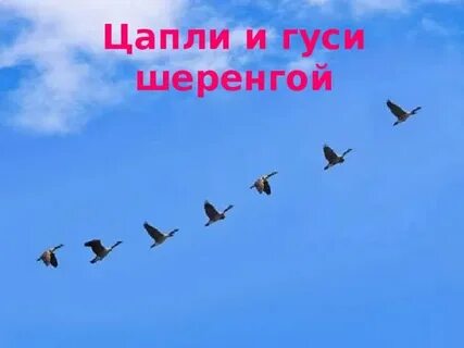 Выражение вереницею гусей