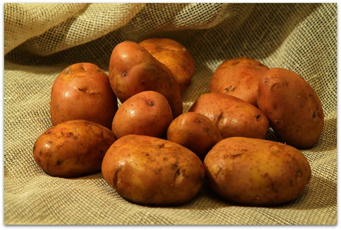 Картофель ласунок купить. Сорт картофеля Журавинка. Картофель сорта Кардинал. Сорт картофеля Ласунок. Сорт симфония картофель.