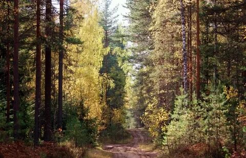 Леса природных парков