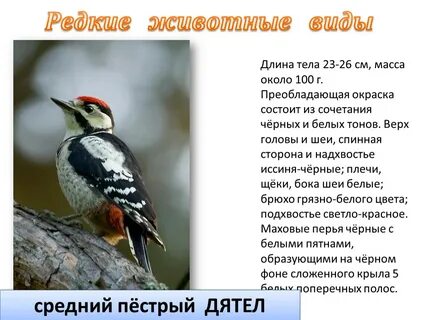 Дятел красная книга