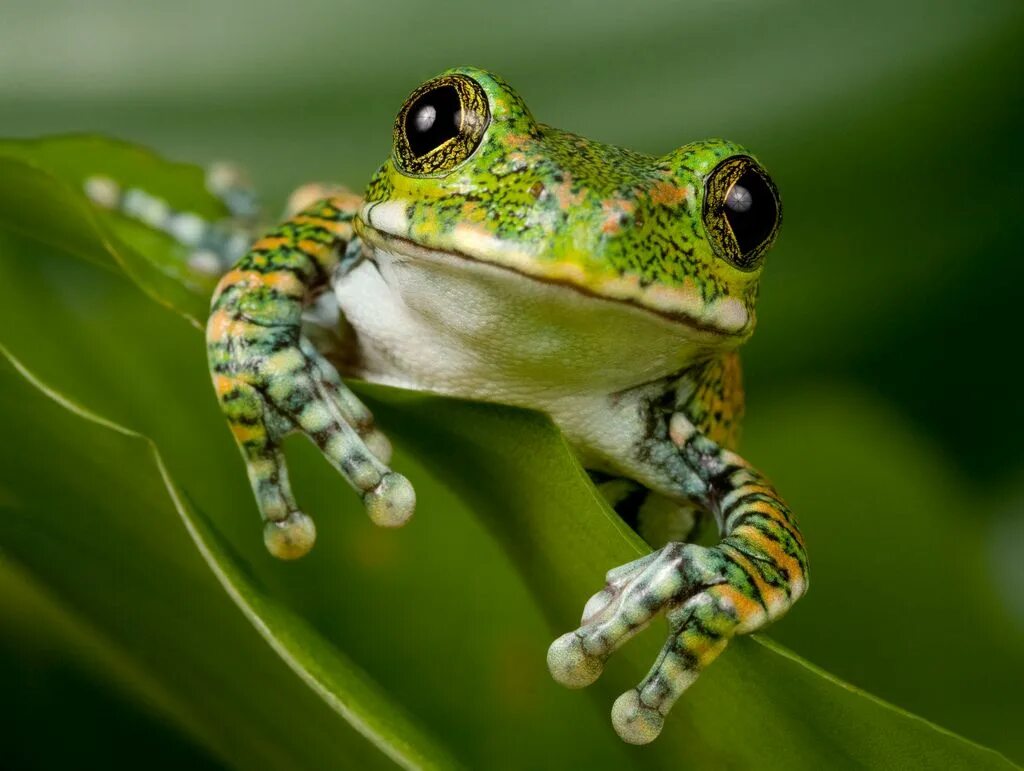 Elephant frog. Лягушка квакша зеленая. Земноводные квакша. Жабовидная квакша. Оранжевобокая квакша.