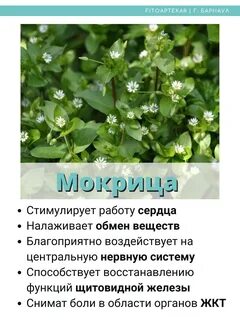 Трава мокрица применение