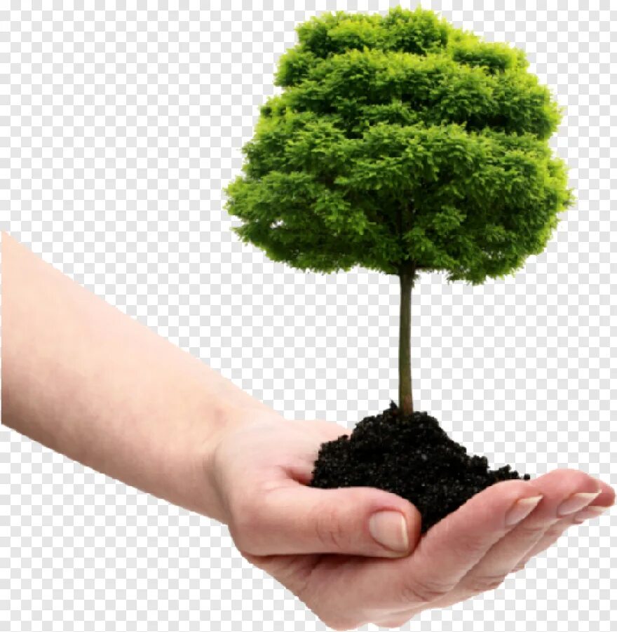 Save tree