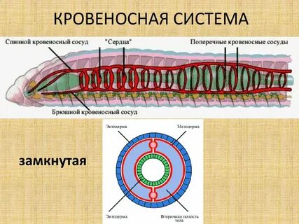 Какая система впервые появилась у кольчатых червей