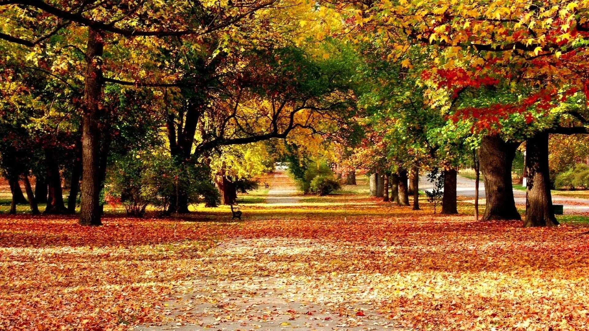 Осень без людей. Осень. Осенний парк. Красивая осень. Осень картинки.