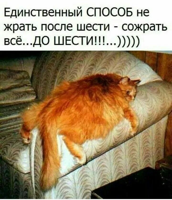 Потом 6. Смешные рыжие котики с надписями. Обожрался прикол. Обожрались картинки смешные.