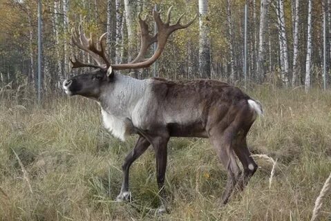 Почему нижний олени