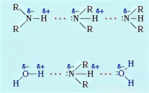 Водородные связи между аминами. Водородные связи Аминов. Водородная связь между молекулами аммиака схема. Схема водородной связи в аммиаке.