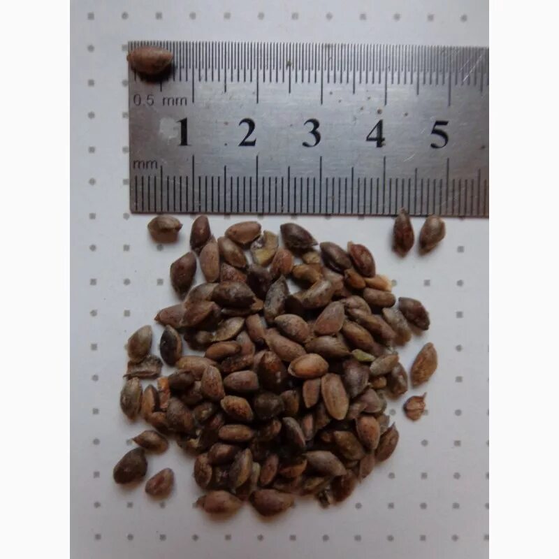 Pinus armandii сосна кедровая. Семена сосны веймутова. Сосна кедровая веймутова шишки. Сосна веймутова аммерланд. Сосна веймутова семена.