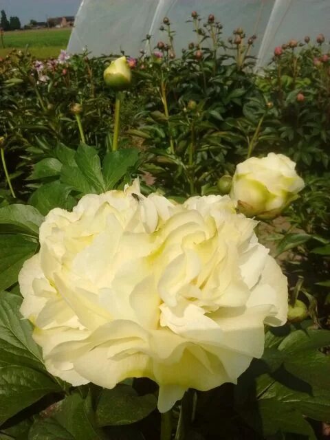 Пион Ванилла Шнапс (Paeonia Vanilla Schnapps) Новости Интернет-магазин "Пролисок