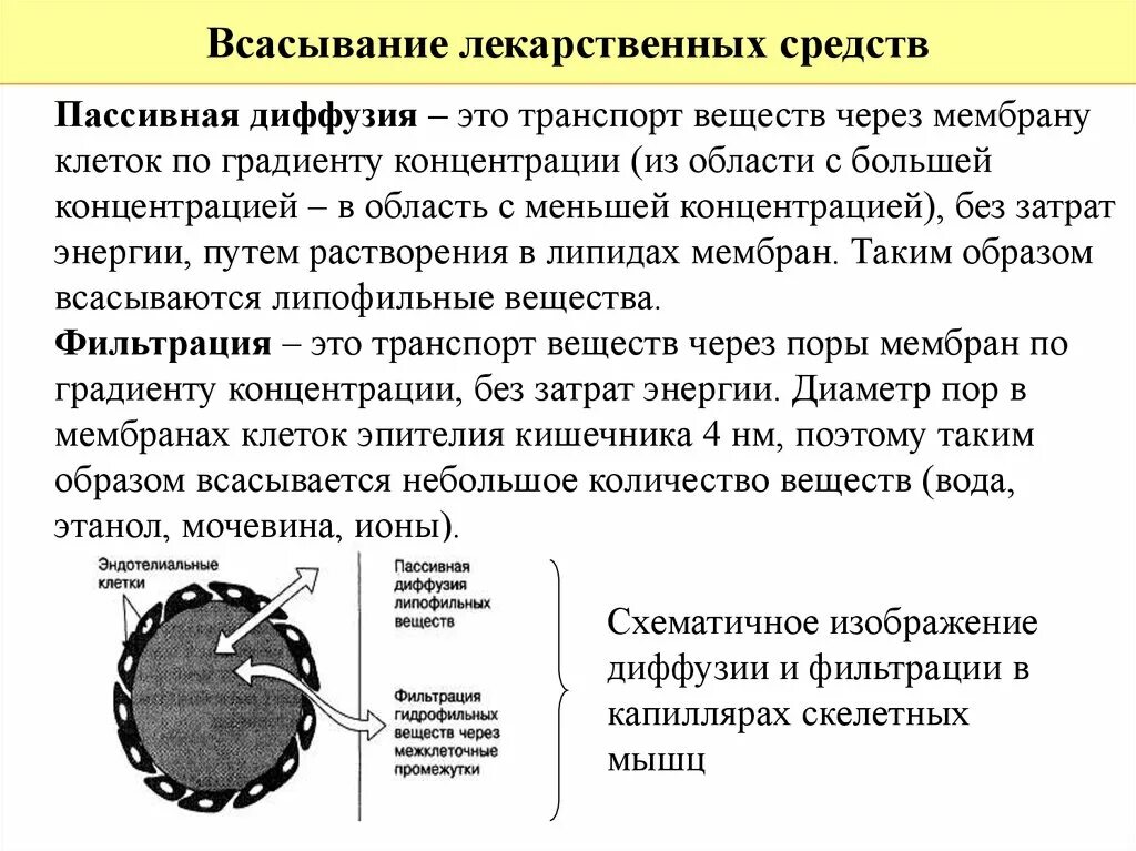 Всасывание лекарственных веществ фармакология. Фильтрация лекарственных веществ. Пассивная диффузия лекарственных средств. Диффузия лекарственных веществ. Медицинский препарат проникает в клетки мерцательного