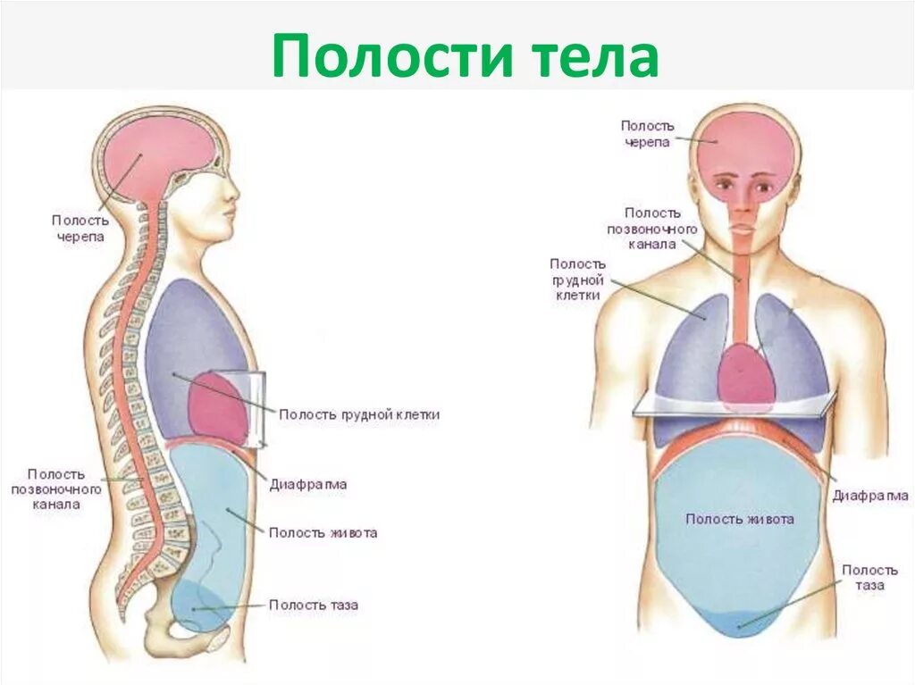 Полости тела перечислить. Полости тела человека в которых расположены органы. Полости тела человека в кот располагаются органы. Полости туловища. Естественные полости тела.